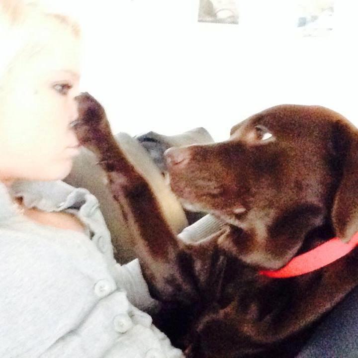 Labrador retriever Nanna * 7 år. billede 6