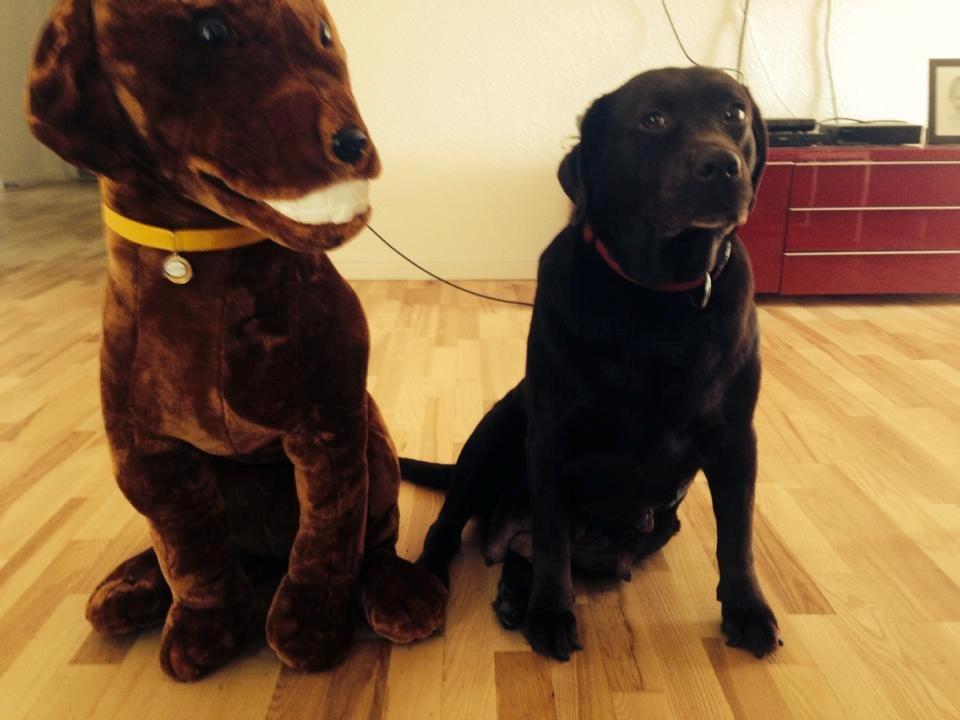 Labrador retriever Nanna * 7 år. billede 14