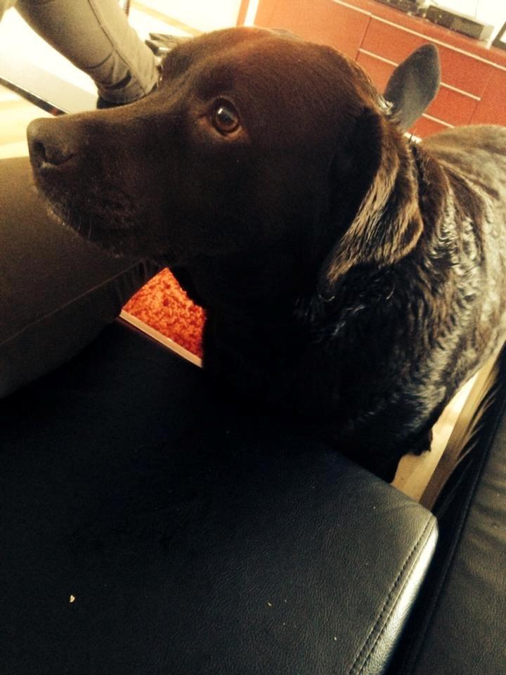 Labrador retriever Nanna * 7 år. billede 12