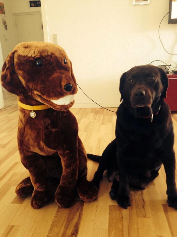 Labrador retriever Nanna * 7 år. billede 1