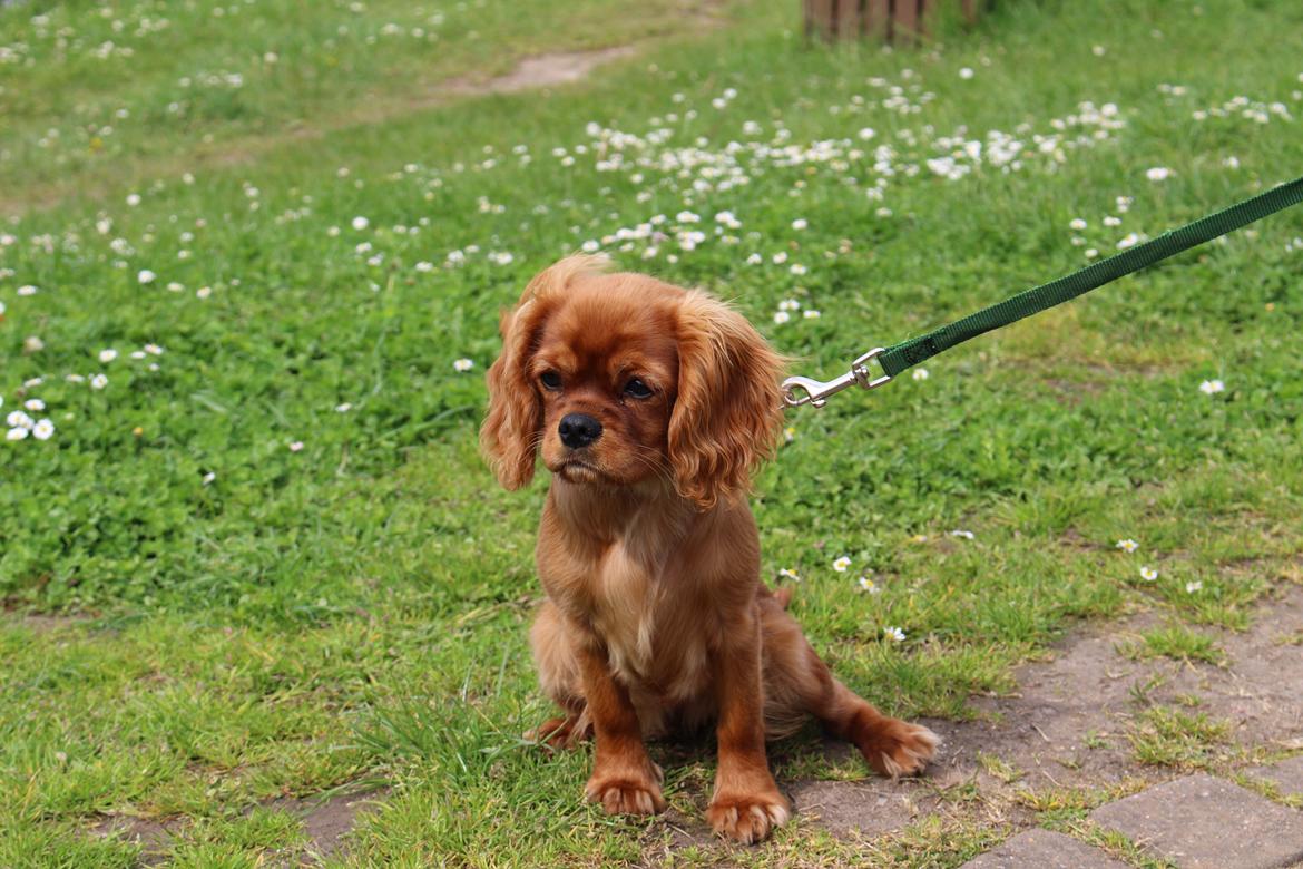 Cavalier king charles spaniel Canidan's Dare me (Maia) - lille skid som hun også bliver kaldt ;p billede 23