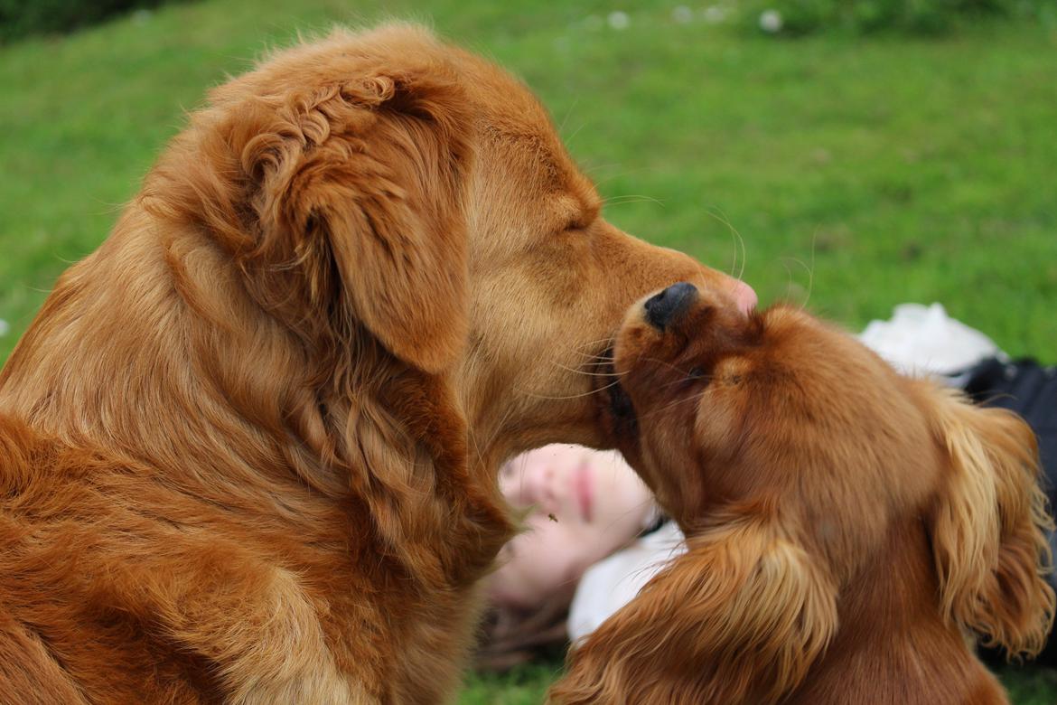 Cavalier king charles spaniel Canidan's Dare me (Maia) - maia til min konfirmation billede 24