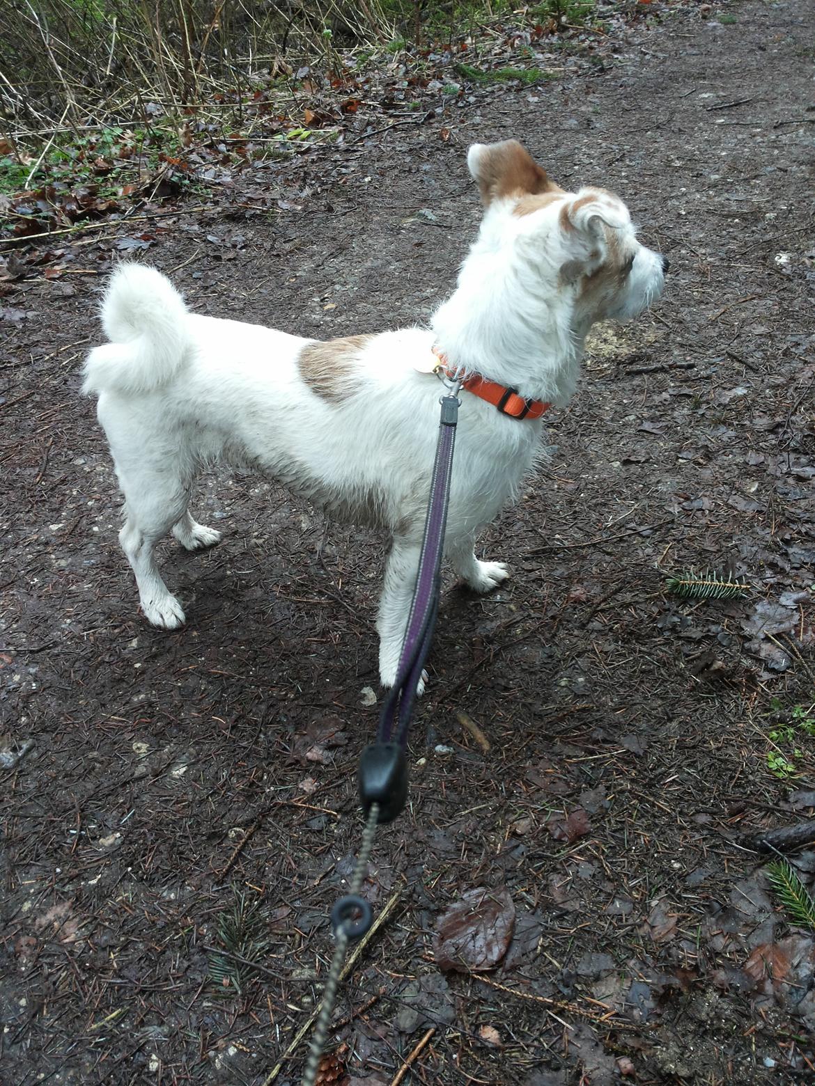 Blanding af racer Maugda billede 2