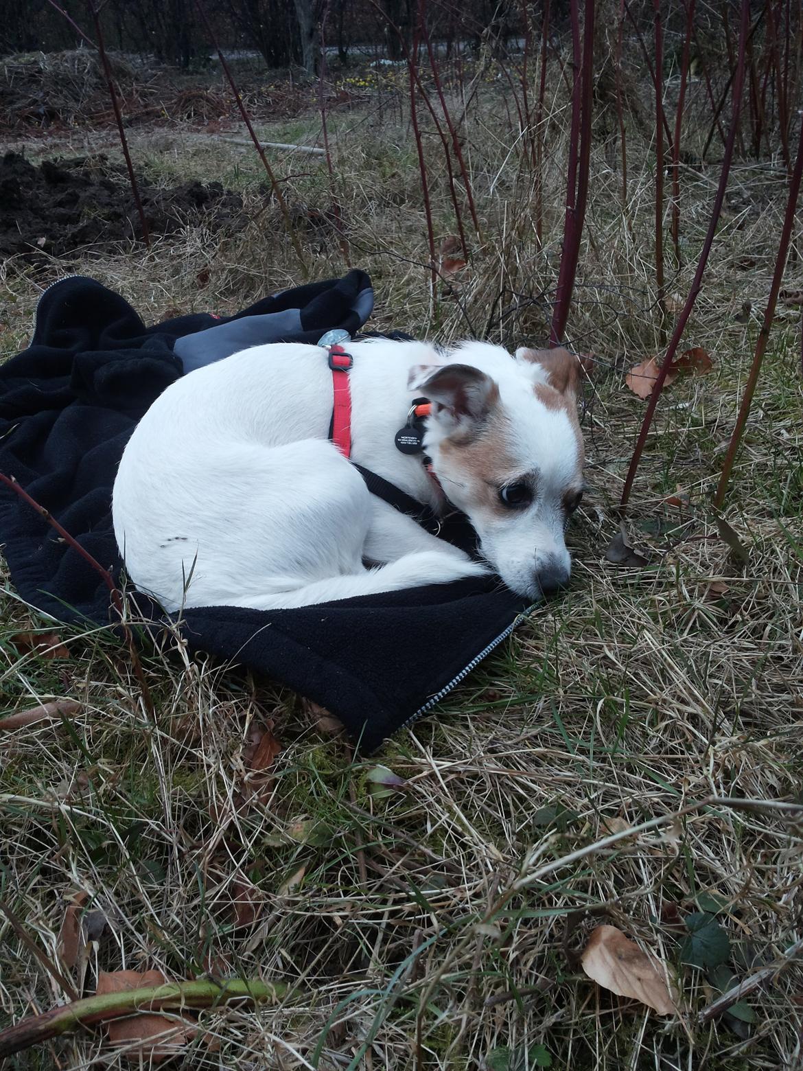 Blanding af racer Maugda billede 11