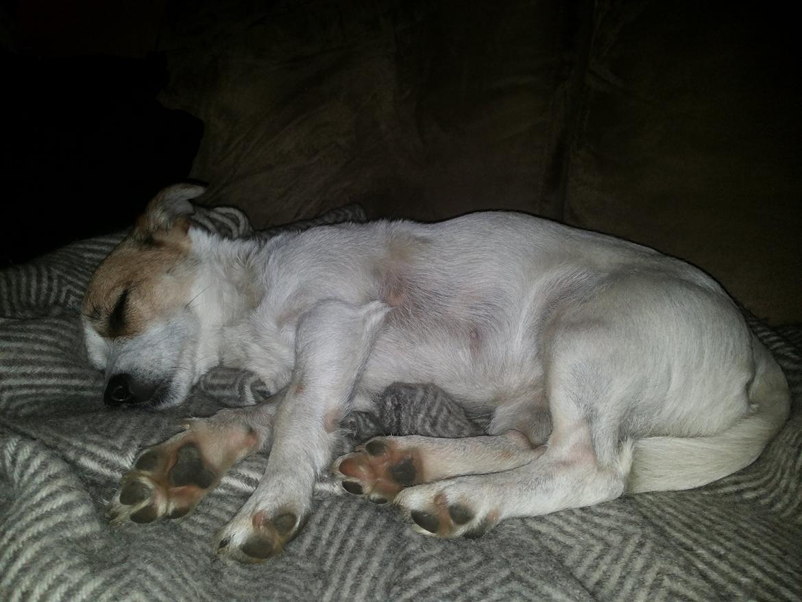 Blanding af racer Maugda billede 32