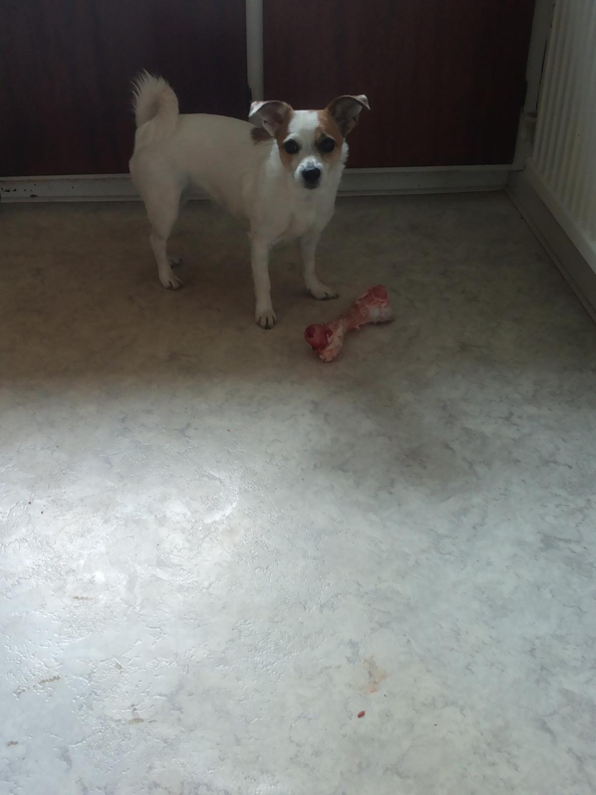 Blanding af racer Maugda billede 13