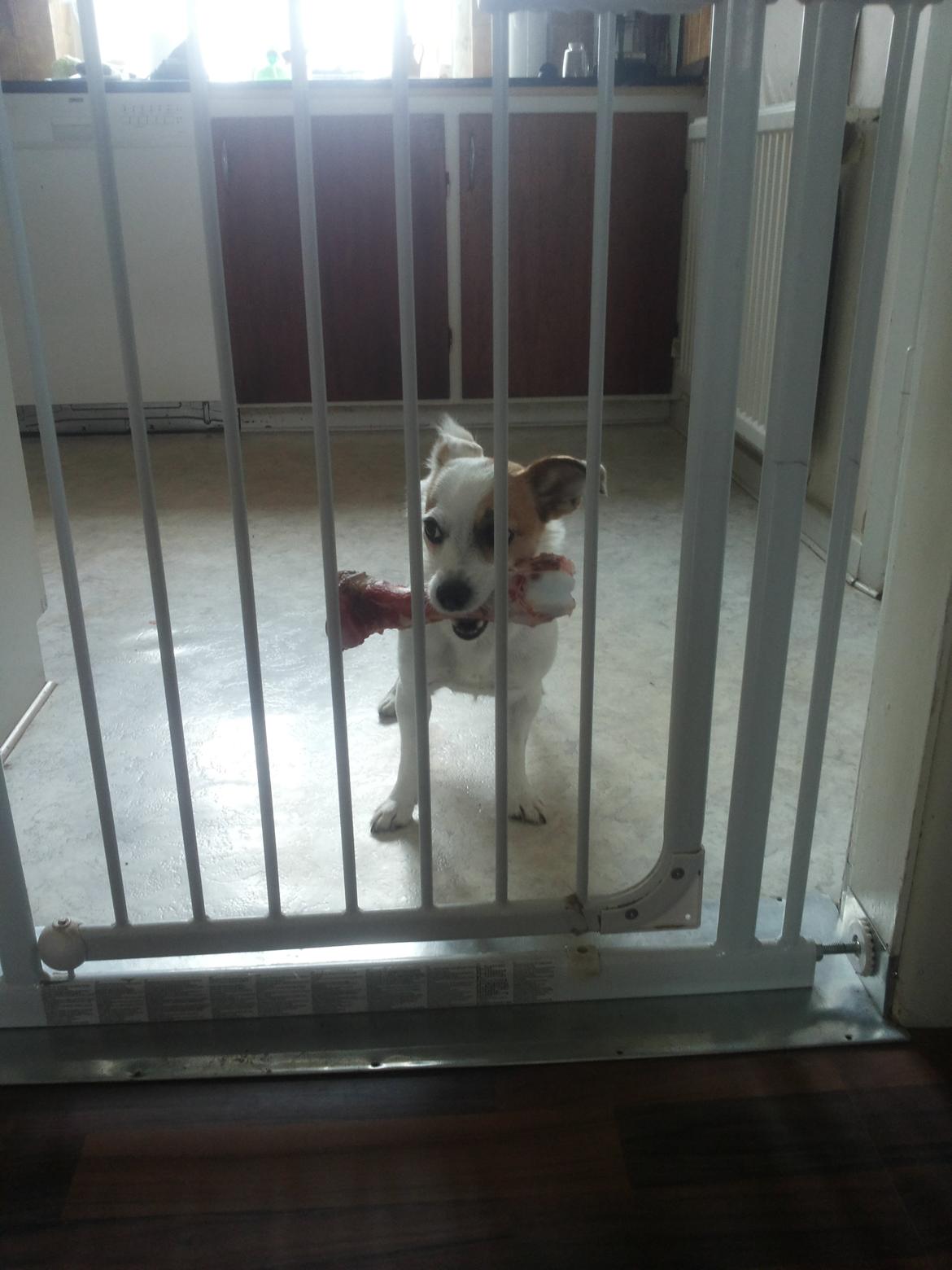 Blanding af racer Maugda billede 14