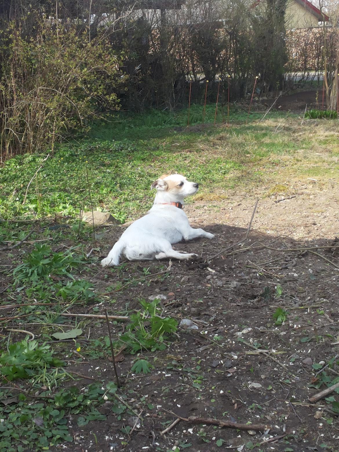 Blanding af racer Maugda billede 3