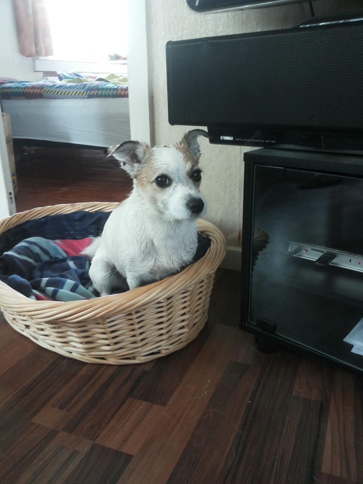 Blanding af racer Maugda billede 8