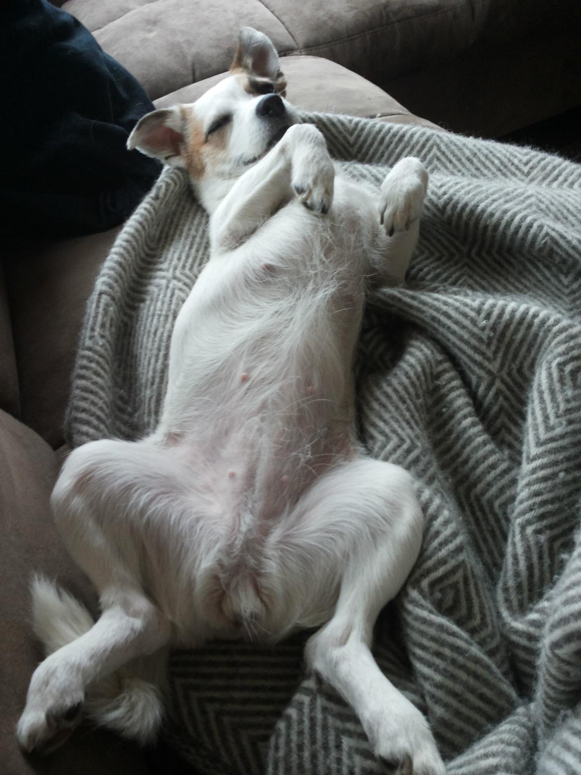 Blanding af racer Maugda billede 28