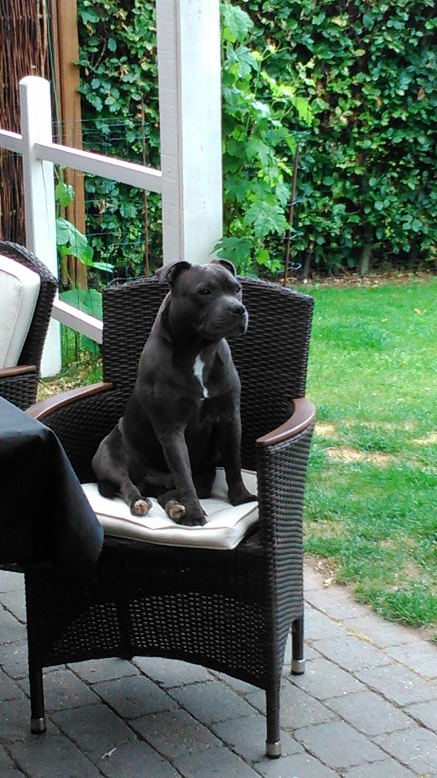 Staffordshire bull terrier Herman billede 21