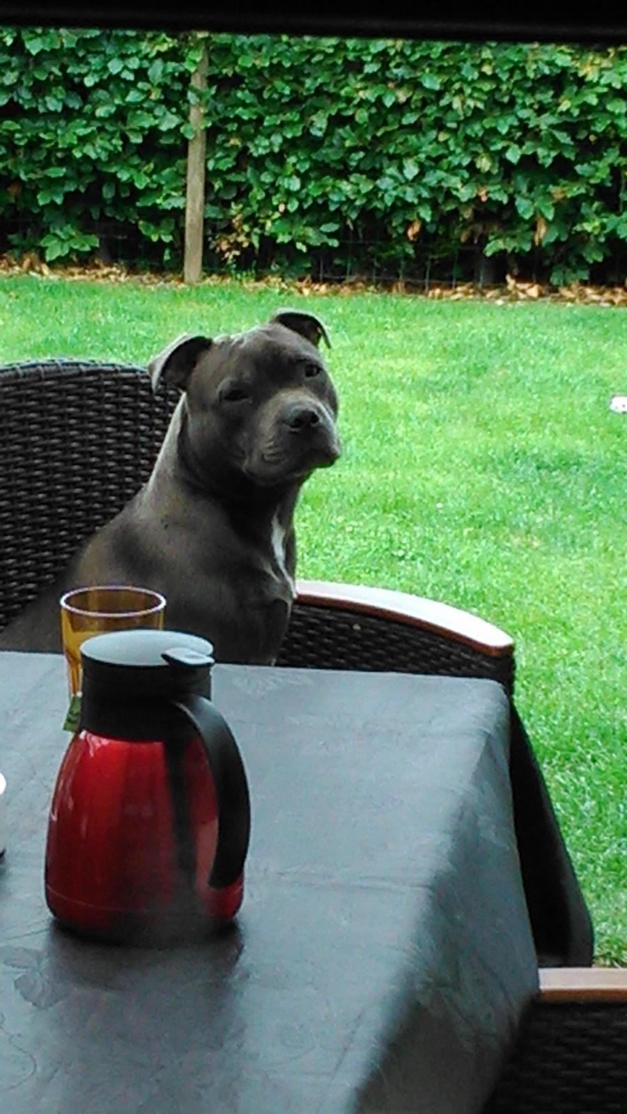 Staffordshire bull terrier Herman billede 20