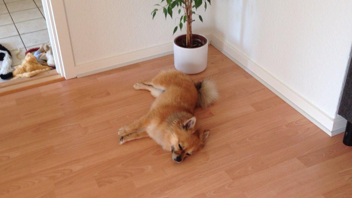 Blanding af racer Silas billede 26