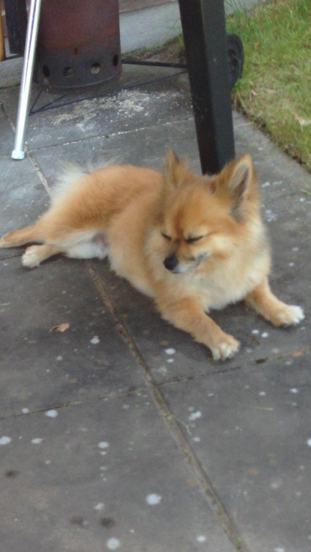 Blanding af racer Silas billede 27