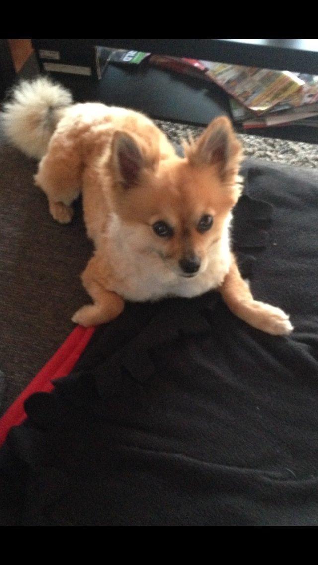 Blanding af racer Silas billede 29