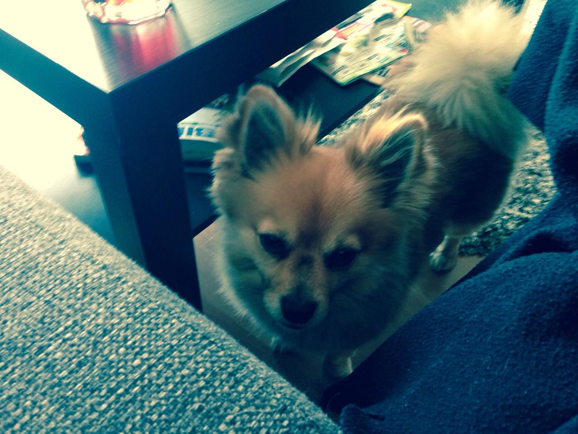 Blanding af racer Silas billede 30