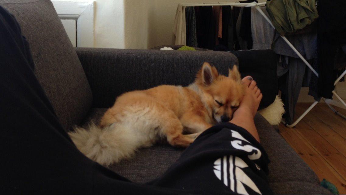 Blanding af racer Silas billede 31