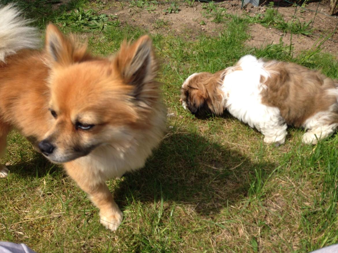 Blanding af racer Silas billede 33