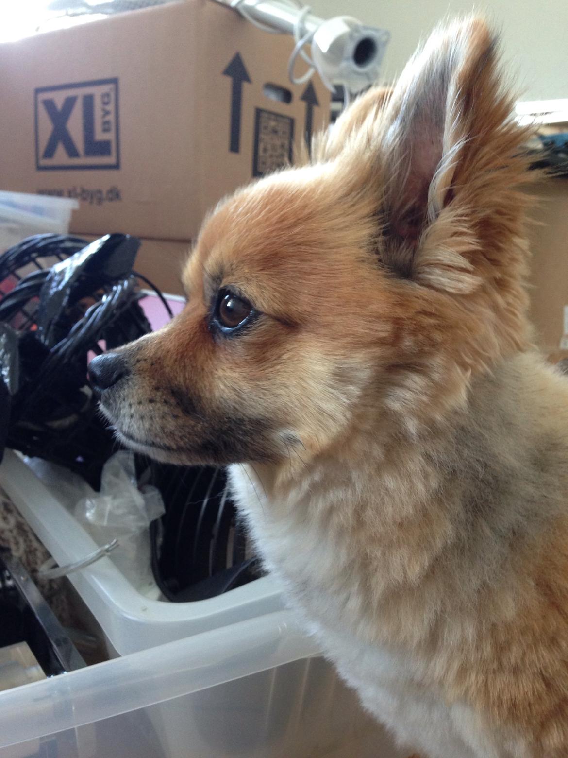 Blanding af racer Silas billede 32