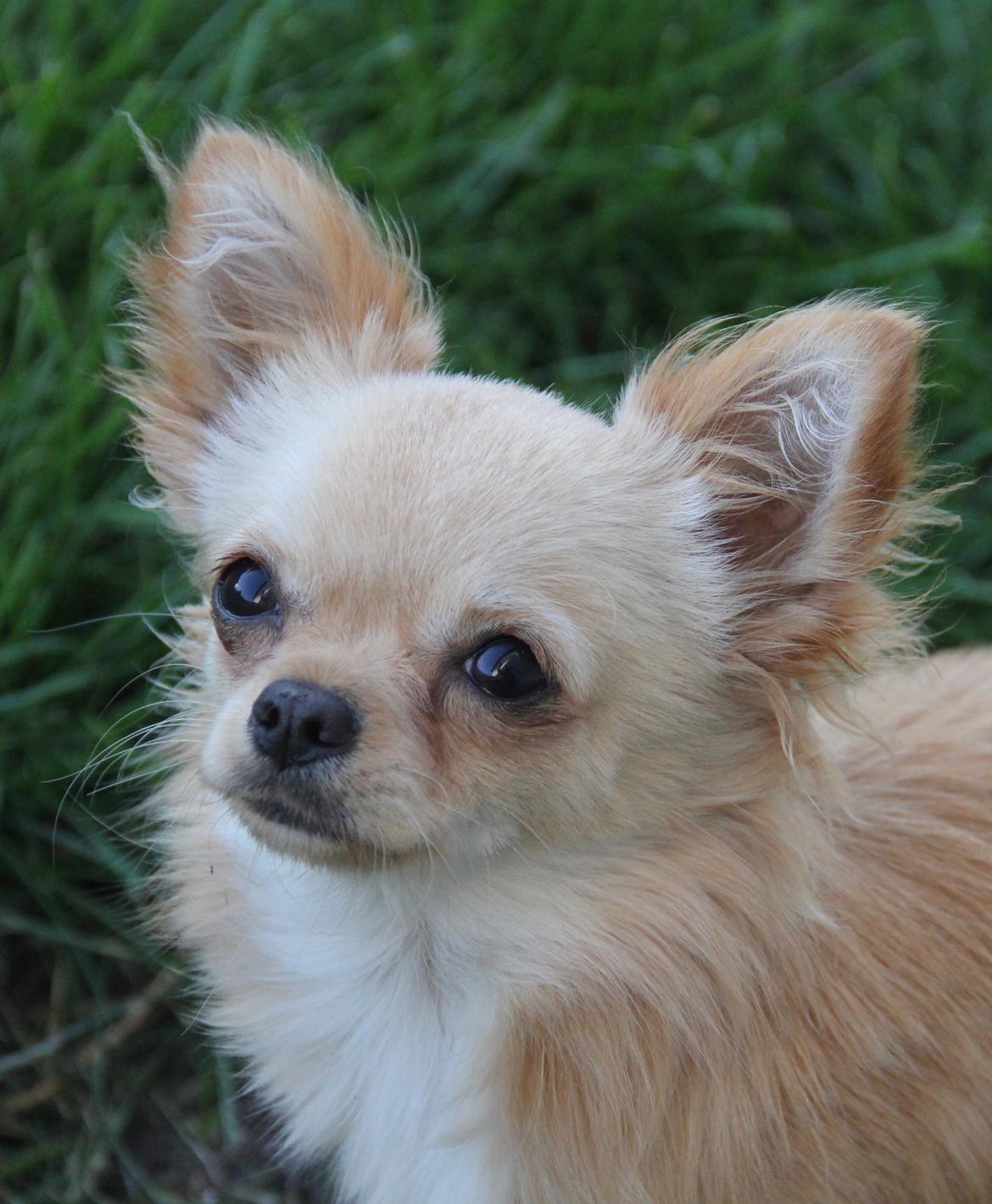 Chihuahua Ravns Miss Money-Penny billede 20