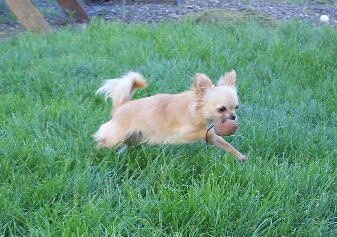 Chihuahua Ravns Miss Money-Penny billede 22