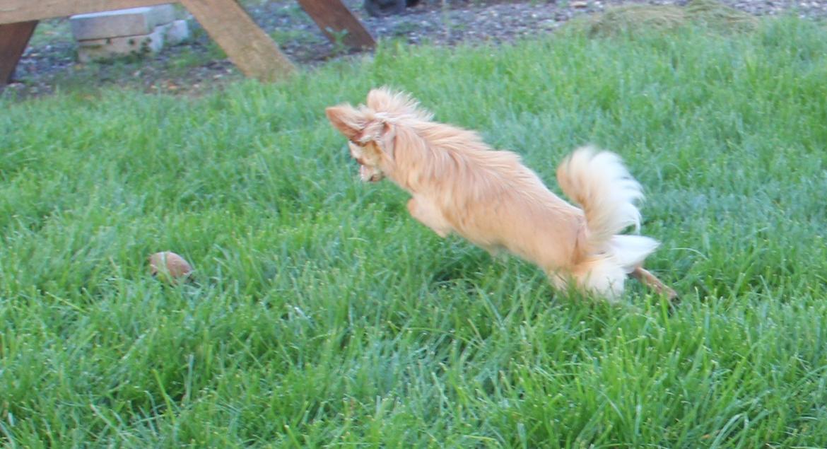 Chihuahua Ravns Miss Money-Penny billede 23