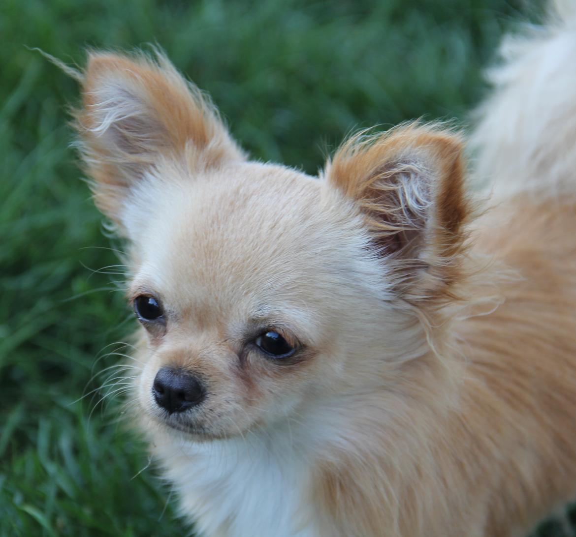 Chihuahua Ravns Miss Money-Penny billede 24