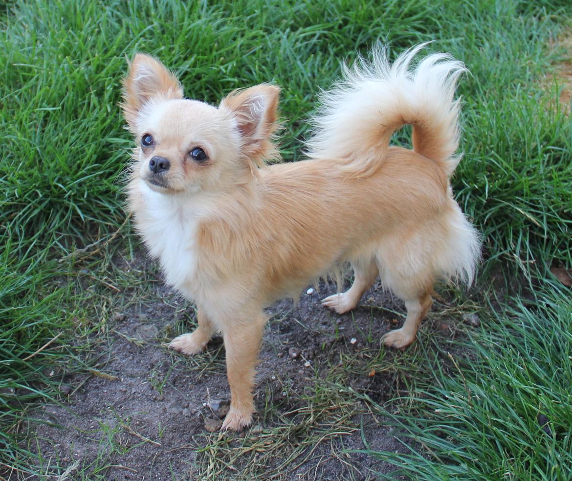 Chihuahua Ravns Miss Money-Penny billede 21