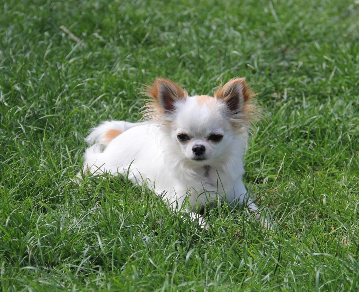 Chihuahua Blackstars Haley billede 16