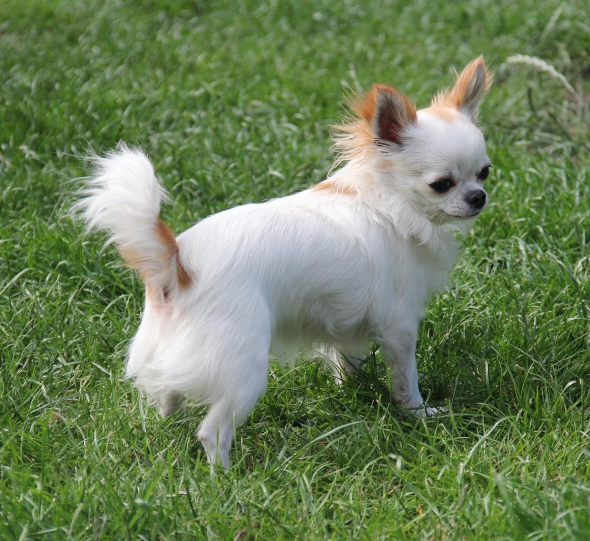 Chihuahua Blackstars Haley billede 18