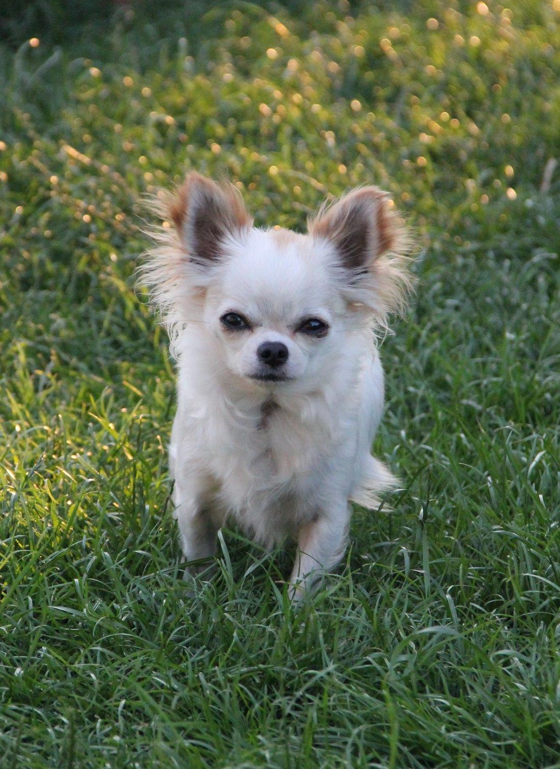 Chihuahua Blackstars Haley billede 19