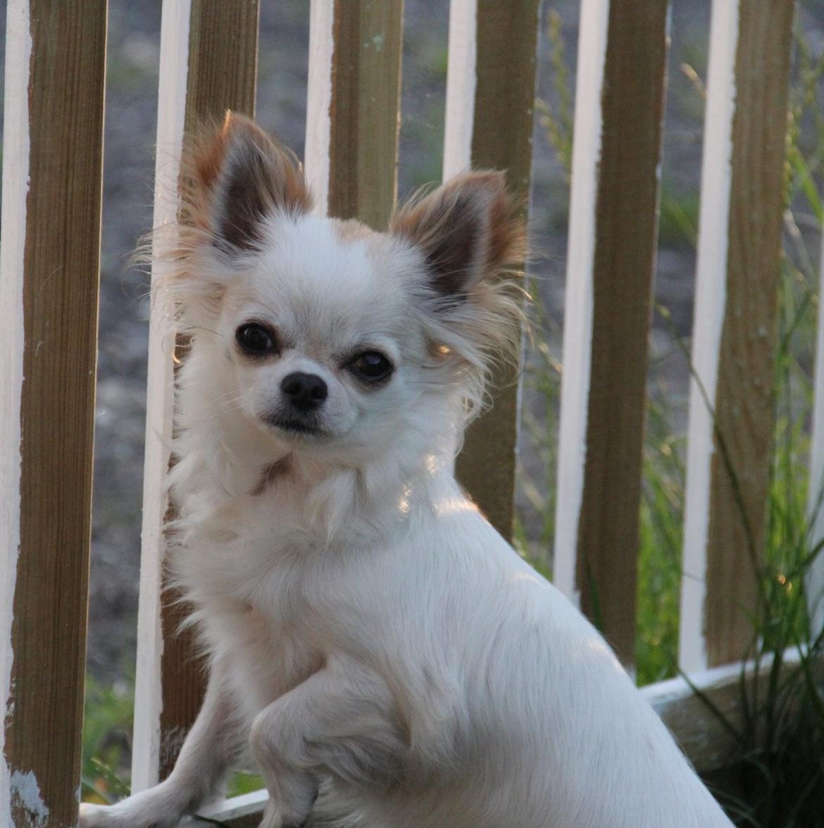 Chihuahua Blackstars Haley billede 20