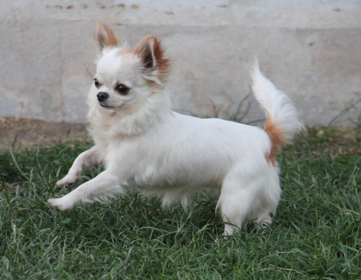 Chihuahua Blackstars Haley billede 21