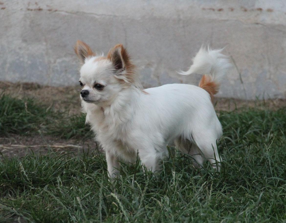 Chihuahua Blackstars Haley billede 22