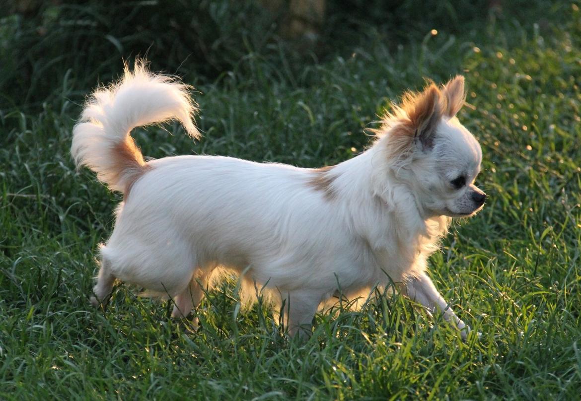 Chihuahua Blackstars Haley billede 23