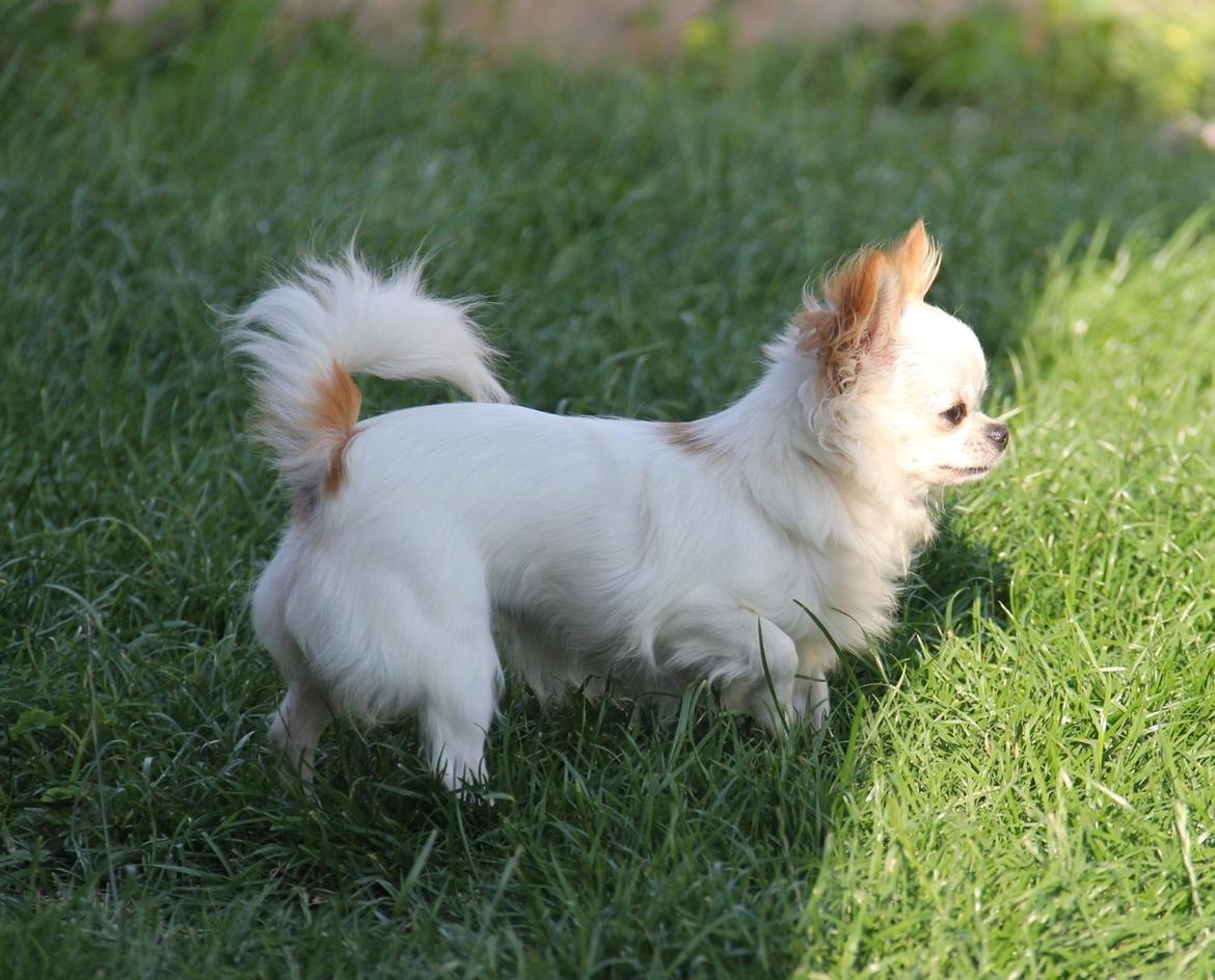 Chihuahua Blackstars Haley billede 17