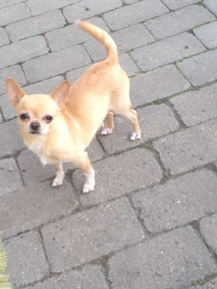 Chihuahua Asa Chihuahuas From Paradise billede 6