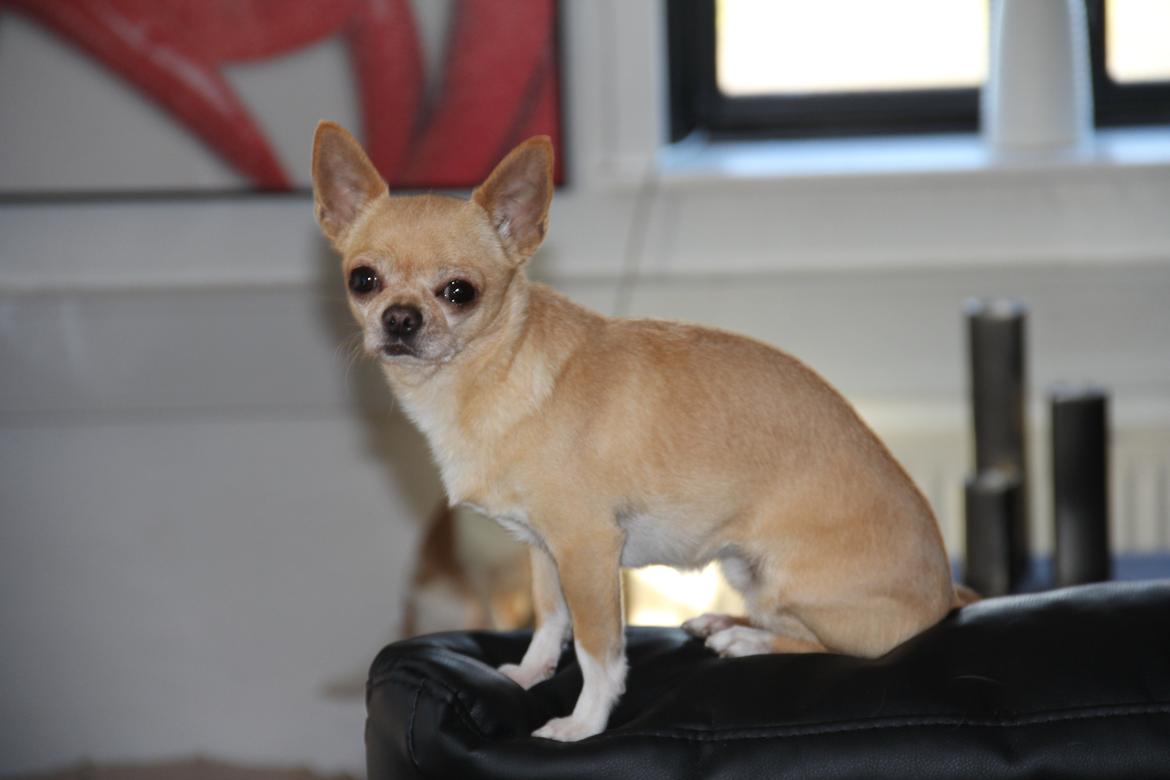 Chihuahua Asa Chihuahuas From Paradise billede 7