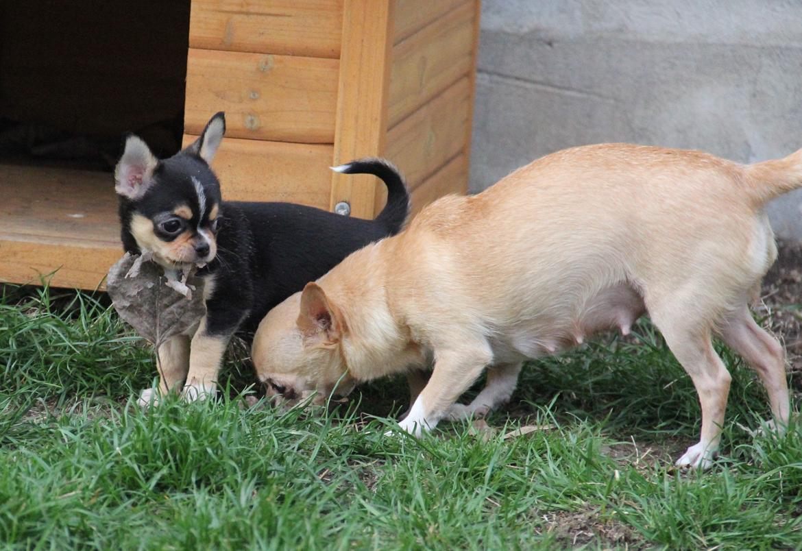 Chihuahua Asa Chihuahuas From Paradise billede 8