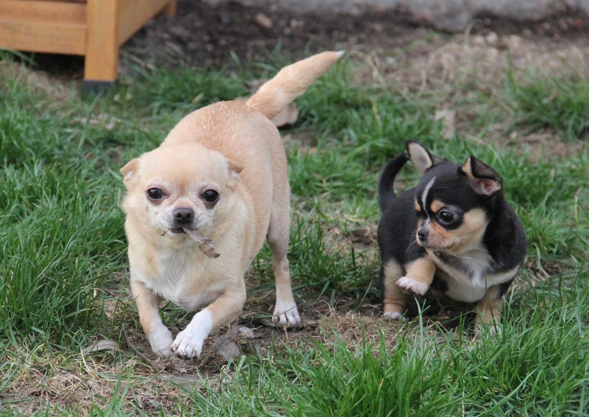 Chihuahua Asa Chihuahuas From Paradise billede 10