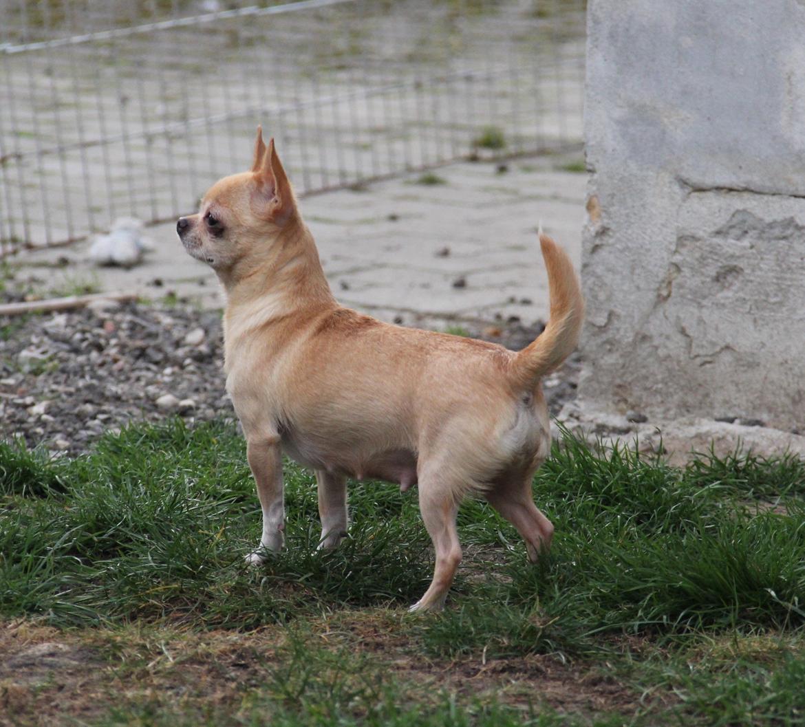 Chihuahua Asa Chihuahuas From Paradise billede 12