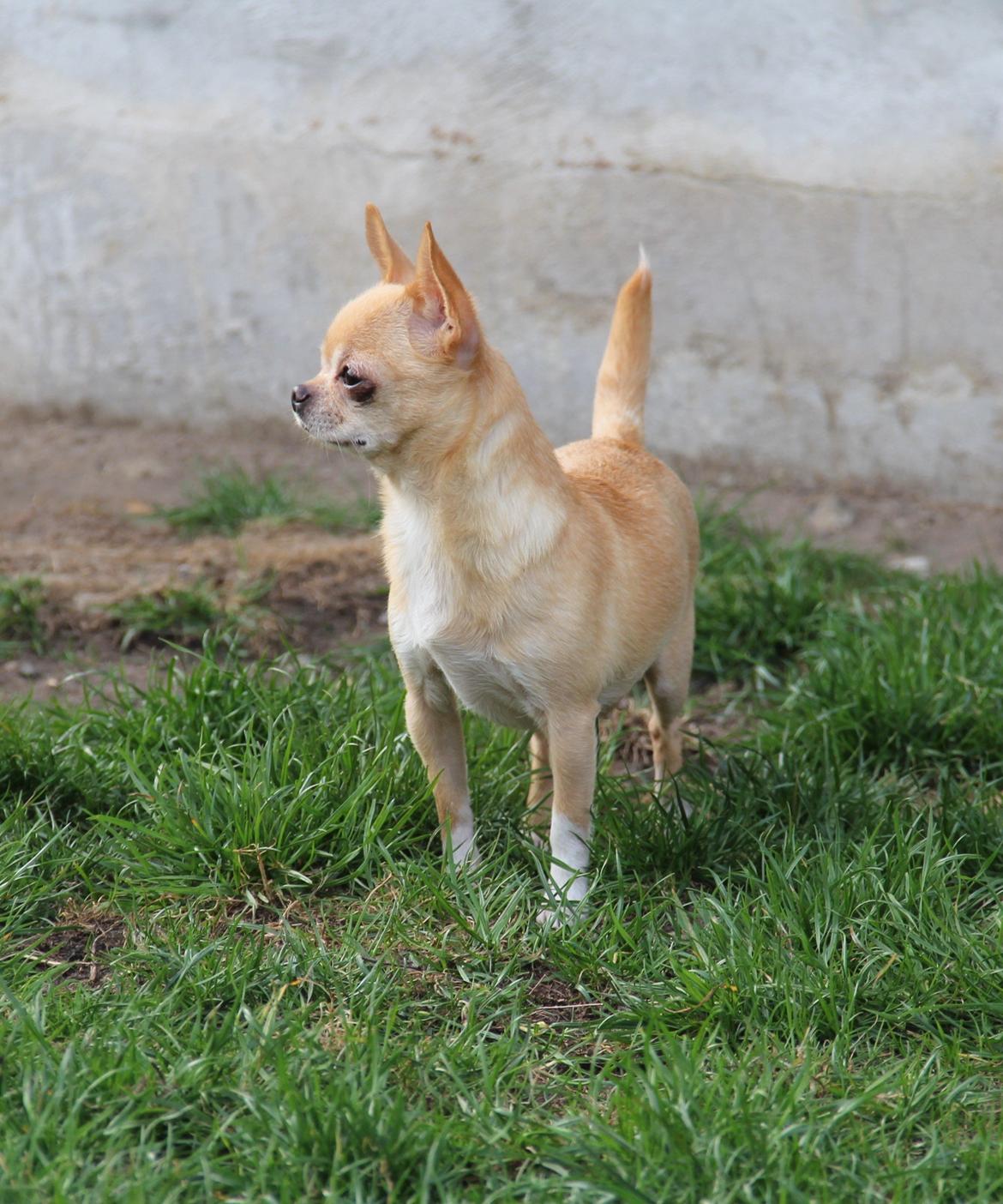 Chihuahua Asa Chihuahuas From Paradise billede 13