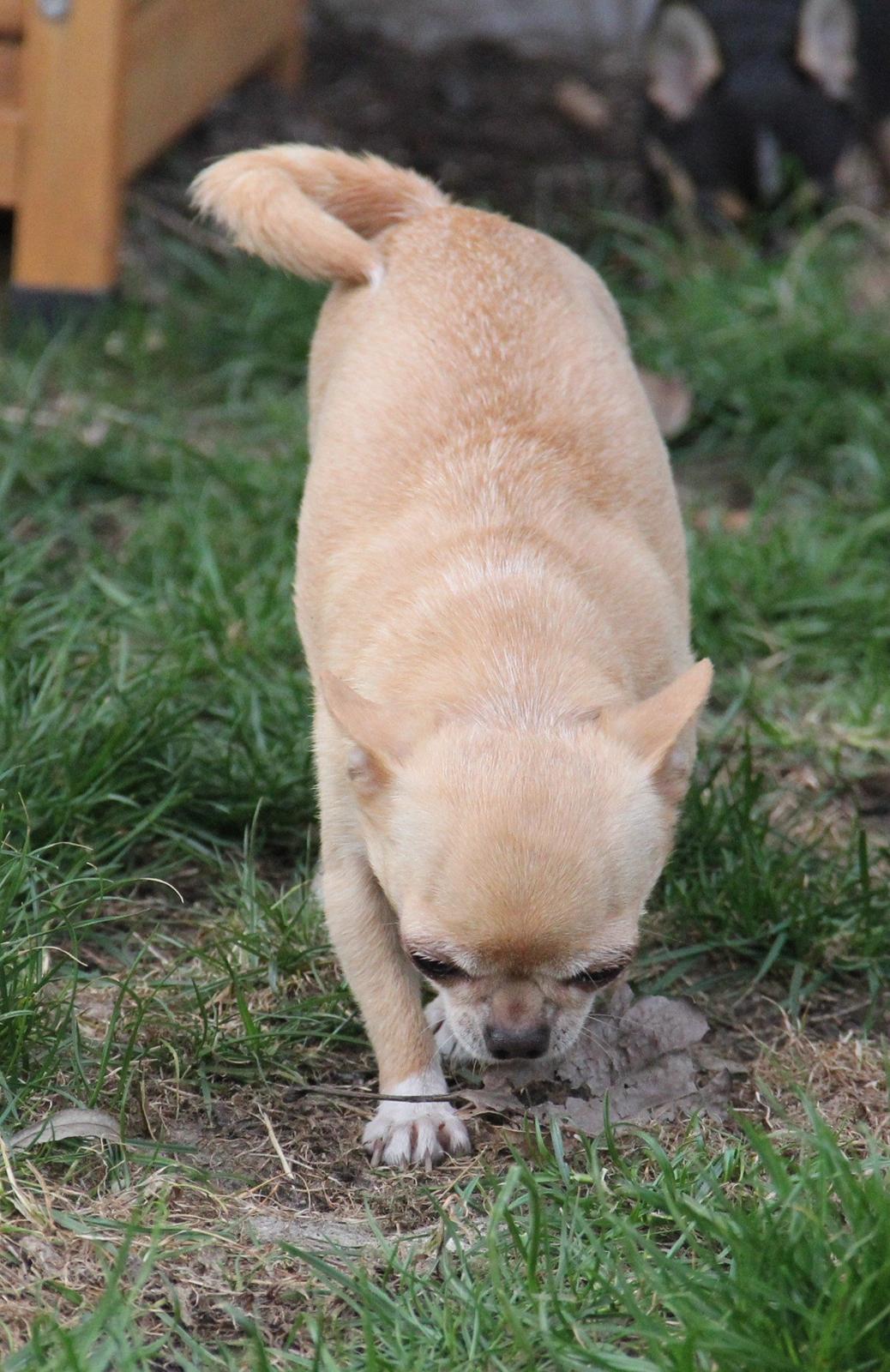 Chihuahua Asa Chihuahuas From Paradise billede 9