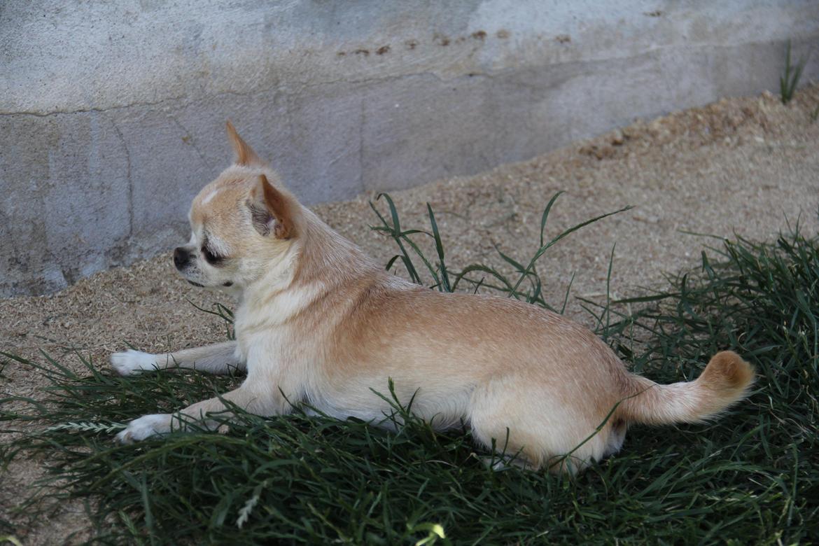 Chihuahua Ravns Isabella billede 7