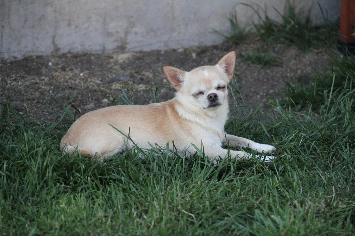 Chihuahua Ravns Isabella billede 8