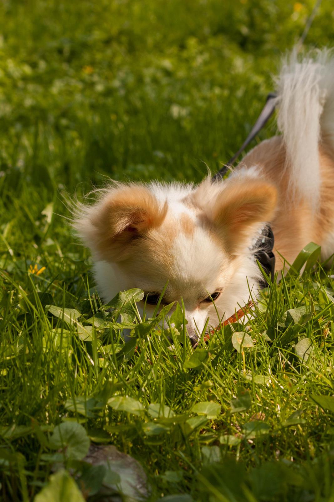 Chihuahua Zippo billede 5