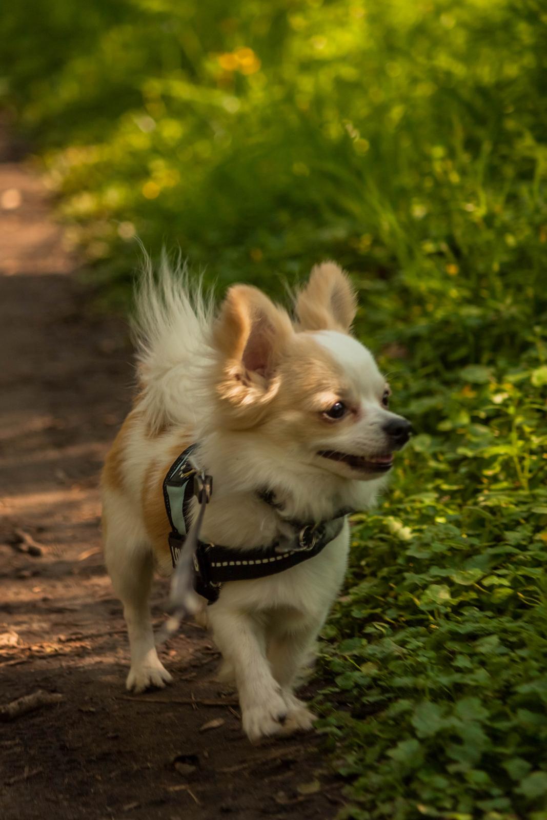 Chihuahua Zippo billede 7