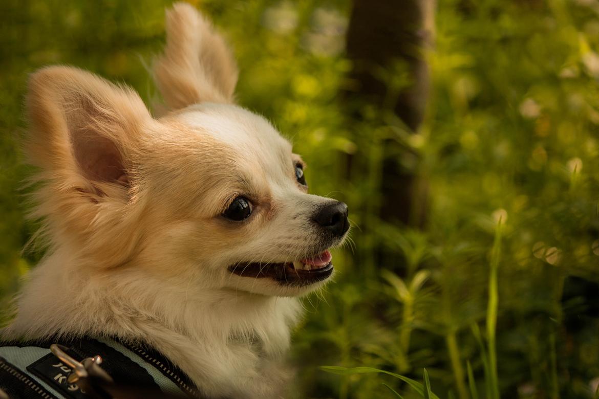 Chihuahua Zippo billede 8