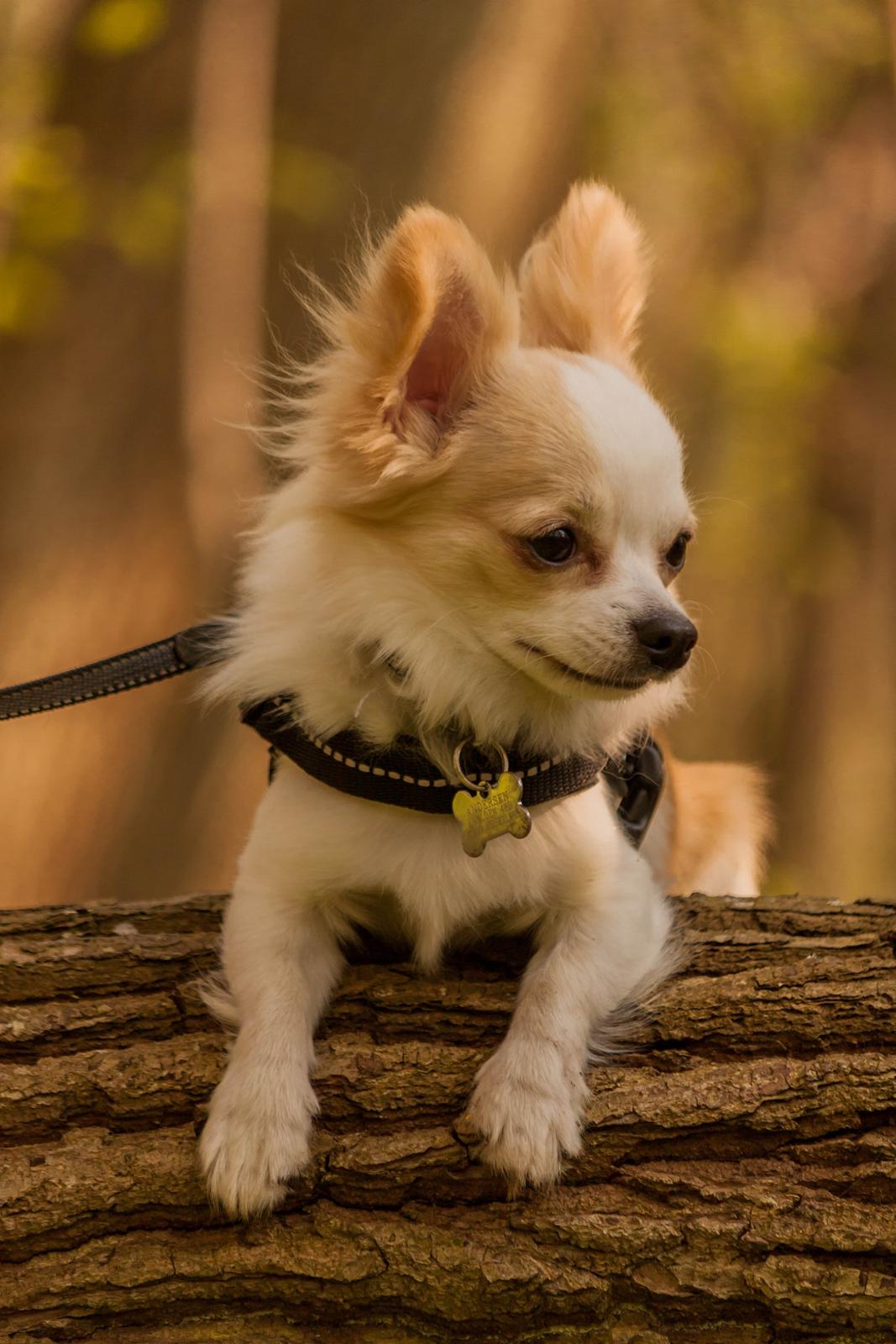 Chihuahua Zippo billede 6