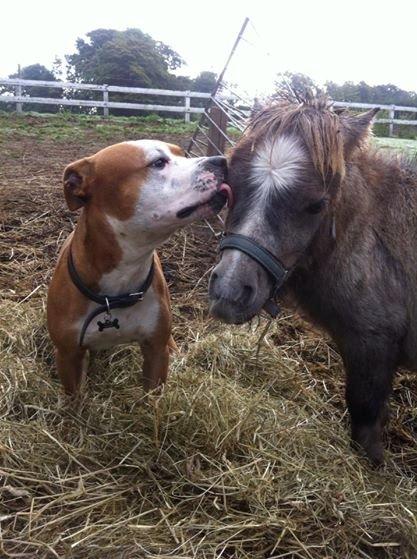 Staffordshire bull terrier Cody - Cody's allerbedste ven, Shetlænderen Jeff. <3  billede 19